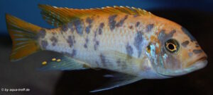 Metriaclima zebra 'Mbenji'